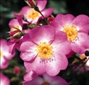 Trucs pour fleurir les bacs et les balconnières Trucs pour fleurir les bacs et les balconnières